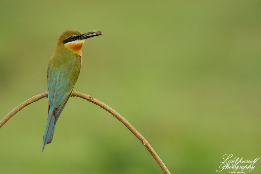 beeeater_bt_feed_img_3478-2012-05-02-at-06-42-24