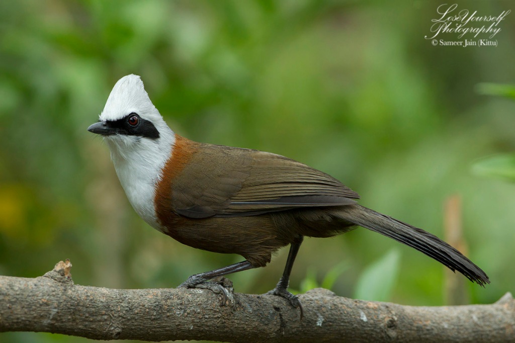 Sattal & Pangot | Birding Havens – I